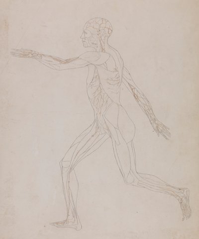 Menschliche Figur, Seitenansicht (Bezogen auf Tafel XIII, detaillierte Studie der Blutgefäße, die die Muskeln versorgen) von George Stubbs
