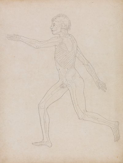 Menschliche Figur, seitliche Ansicht von George Stubbs
