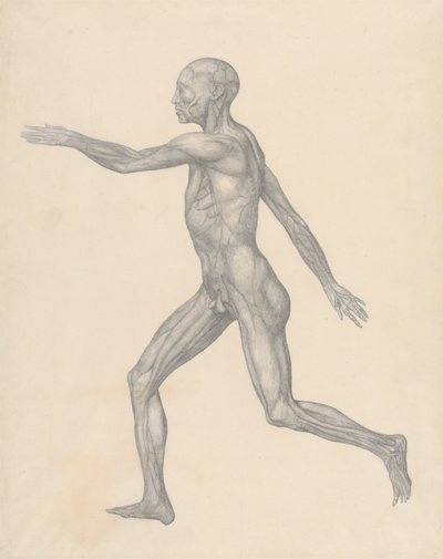 Menschliche Figur, Seitenansicht, nach Entfernung der Haut und der darunter liegenden Faszienschichten (Fertige Studie für Tabelle XIII) von George Stubbs
