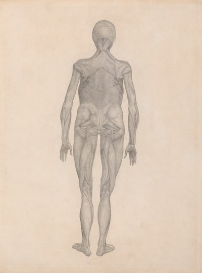 Menschliche Figur, hintere Ansicht (fertige Studie für eine unveröffentlichte Platte) von George Stubbs