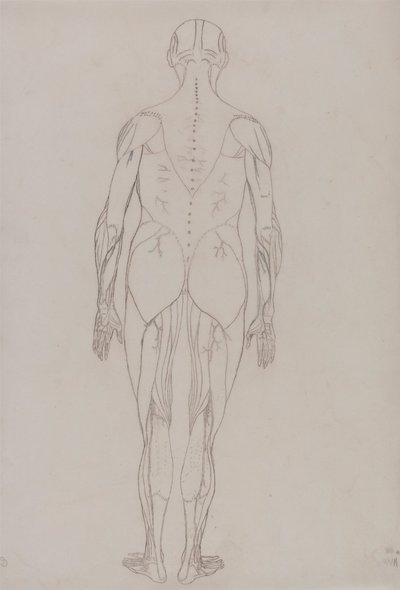 Menschliche Figur, Rückansicht (Umrisszeichnung für Schlüsselfigur zu Tafel XII) von George Stubbs