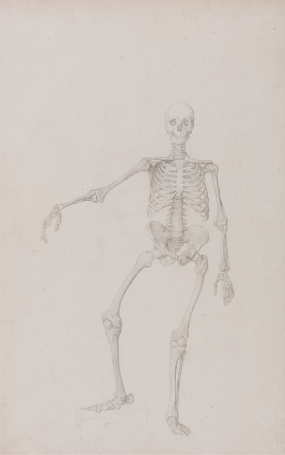 Menschliches Skelett, Vorderansicht (Rechter Arm ausgestreckt; fertige Studie für unveröffentlichte Tabelle) von George Stubbs