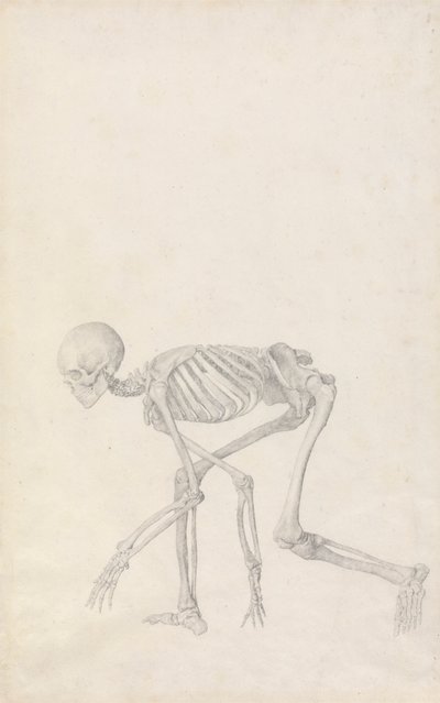 Menschliches Skelett, Seitenansicht von George Stubbs