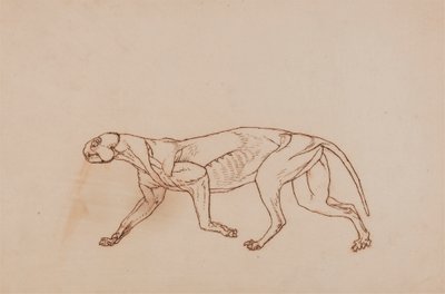 Leopardenkörper, Seitenansicht (Späteres Stadium der Dissektion, oberflächliches Bindegewebe und Ohren entfernt) von George Stubbs