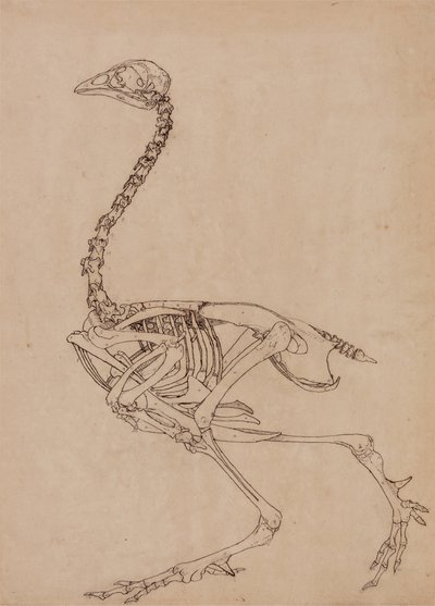 Studie eines Huhns, Seitenansicht, aus A Comparative Anatomical Exposition of the Structure of the Human Body with that of a Tiger and a Common Fowl, 1795-1806 von George Stubbs