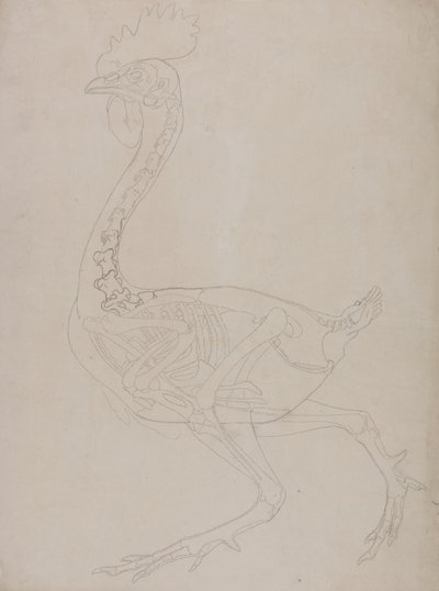 Studie eines Huhns, Seitenansicht, aus A Comparative Anatomical Exposition of the Structure of the Human Body with that of a Tiger and a Common Fowl, 1795-1806 von George Stubbs