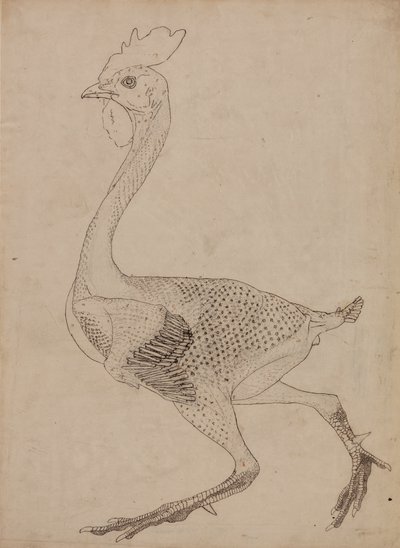 Studie eines Huhns, Seitenansicht, aus A Comparative Anatomical Exposition of the Structure of the Human Body with that of a Tiger and a Common Fowl, 1795-1806 von George Stubbs