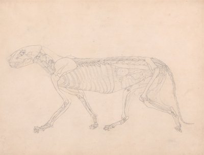 Studie eines Tigers, Seitenansicht, Bauchorgane freigelegt, aus Einem Vergleichenden Anatomischen Exposé der Struktur des menschlichen Körpers mit dem eines Tigers und eines gewöhnlichen Huhns, ca. 1795-1806 von George Stubbs