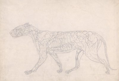 Studie eines Tigers, Seitenansicht, Diagramm zur Darstellung der subkutanen Blutversorgung, aus Einem Vergleichenden Anatomischen Exposé der Struktur des menschlichen Körpers mit dem eines Tigers und eines gewöhnlichen Huhns, 1795-1806 von George Stubbs