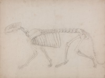 Studie eines Tigers, Seitenansicht, aus Einem Vergleichenden Anatomischen Exposé der Struktur des menschlichen Körpers mit dem eines Tigers und eines gewöhnlichen Huhns, 1795-1806 von George Stubbs