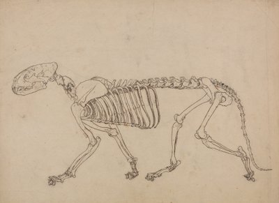 Studie eines Tigers, Seitenansicht, aus Einem Vergleichenden Anatomischen Exposé der Struktur des menschlichen Körpers mit dem eines Tigers und eines gewöhnlichen Huhns, 1795-1806 von George Stubbs