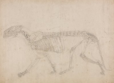 Studie eines Tigers, Seitenansicht, aus Einem Vergleichenden Anatomischen Exposé der Struktur des menschlichen Körpers mit dem eines Tigers und eines gewöhnlichen Huhns, 1795-1806 von George Stubbs