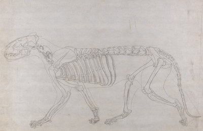 Studie eines Tigers, Seitenansicht, aus Einem Vergleichenden Anatomischen Exposé der Struktur des menschlichen Körpers mit dem eines Tigers und eines gewöhnlichen Huhns, 1795-1806 von George Stubbs