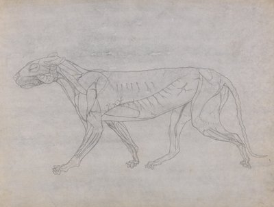 Studie eines Tigers, Seitenansicht, aus Einem Vergleichenden Anatomischen Exposé der Struktur des menschlichen Körpers mit dem eines Tigers und eines gewöhnlichen Huhns, 1795-1806 von George Stubbs