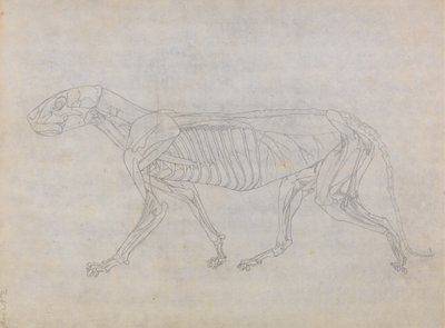 Studie eines Tigers, Seitenansicht, aus Einem Vergleichenden Anatomischen Exposé der Struktur des menschlichen Körpers mit dem eines Tigers und eines gewöhnlichen Huhns, 1795-1806 von George Stubbs