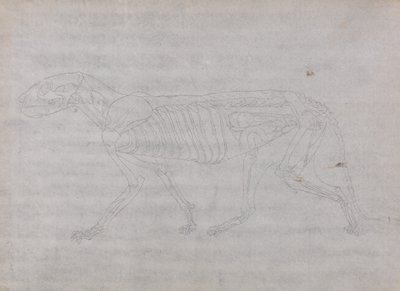 Studie eines Tigers, Seitenansicht, aus Einem Vergleichenden Anatomischen Exposé der Struktur des menschlichen Körpers mit dem eines Tigers und eines gewöhnlichen Huhns, 1795-1806 von George Stubbs