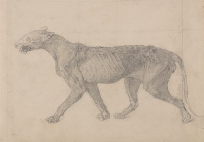 Studie eines Tigers, Seitenansicht, aus Einem Vergleichenden Anatomischen Exposé der Struktur des menschlichen Körpers mit dem eines Tigers und eines gewöhnlichen Huhns, 1795-1806 von George Stubbs