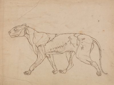 Studie eines Tigers, Seitenansicht, aus Einem Vergleichenden Anatomischen Exposé der Struktur des menschlichen Körpers mit dem eines Tigers und eines gewöhnlichen Huhns, 1795-1806 von George Stubbs