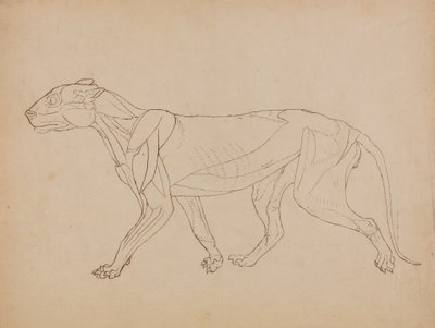 Studie eines Tigers, Seitenansicht, aus Einem Vergleichenden Anatomischen Exposé der Struktur des menschlichen Körpers mit dem eines Tigers und eines gewöhnlichen Huhns, 1795-1806 von George Stubbs