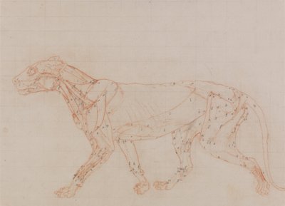 Studie eines Tigers, Seitenansicht, aus Einem Vergleichenden Anatomischen Exposé der Struktur des menschlichen Körpers mit dem eines Tigers und eines gewöhnlichen Huhns, 1795-1806 von George Stubbs