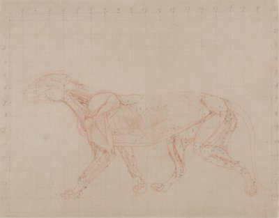 Studie eines Tigers, Seitenansicht, aus Einem Vergleichenden Anatomischen Exposé der Struktur des menschlichen Körpers mit dem eines Tigers und eines gewöhnlichen Huhns, 1795-1806 von George Stubbs