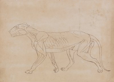 Studie eines Tigers, Seitenansicht, aus Einem Vergleichenden Anatomischen Exposé der Struktur des menschlichen Körpers mit dem eines Tigers und eines gewöhnlichen Huhns, 1795-1806 von George Stubbs