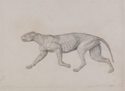 Studie eines Tigers, Seitenansicht, aus Einem Vergleichenden Anatomischen Exposé der Struktur des menschlichen Körpers mit dem eines Tigers und eines gewöhnlichen Huhns, 1795-1806 von George Stubbs