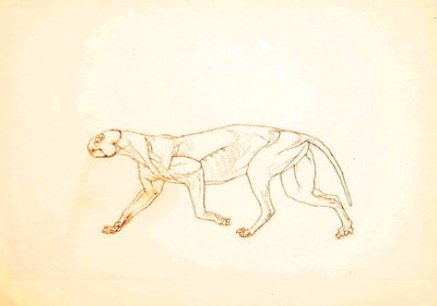 Studie eines Tigers, Seitenansicht, aus A Comparative Anatomical Exposition of the Structure of the Human Body with that of a Tiger and a Common Fowl, 1795-1806 von George Stubbs