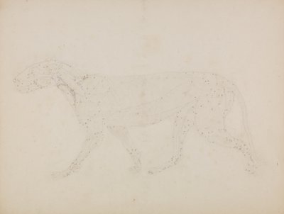 Studie eines Tigers, Seitenansicht, aus 