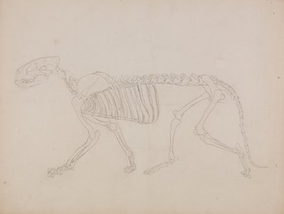 Studie eines Tigers, Seitenansicht, aus 