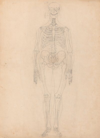 Studie der menschlichen Figur, Vorderansicht, Diagramm für Schlüssel zu Tabelle I, aus Einem Vergleichenden Anatomischen Exposé der Struktur des menschlichen Körpers mit dem eines Tigers und eines gewöhnlichen Huhns, ca. 1795-1806 von George Stubbs