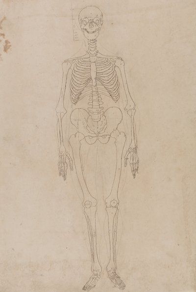 Studie der menschlichen Figur, Vorderansicht, aus Ein vergleichendes anatomisches Exposé der Struktur des menschlichen Körpers mit dem eines Tigers und eines gewöhnlichen Huhns von George Stubbs