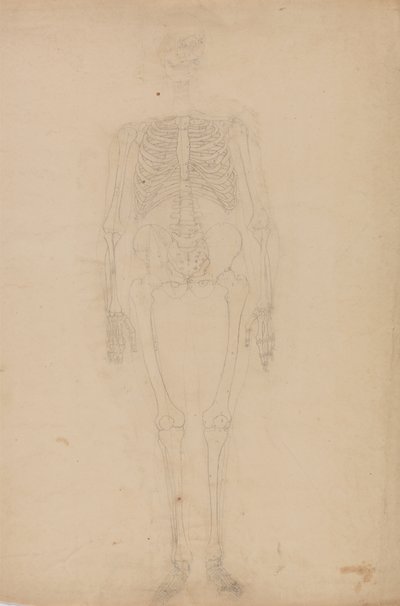 Studie der menschlichen Figur, Vorderansicht, aus Ein vergleichendes anatomisches Exposé der Struktur des menschlichen Körpers mit dem eines Tigers und eines gewöhnlichen Huhns von George Stubbs