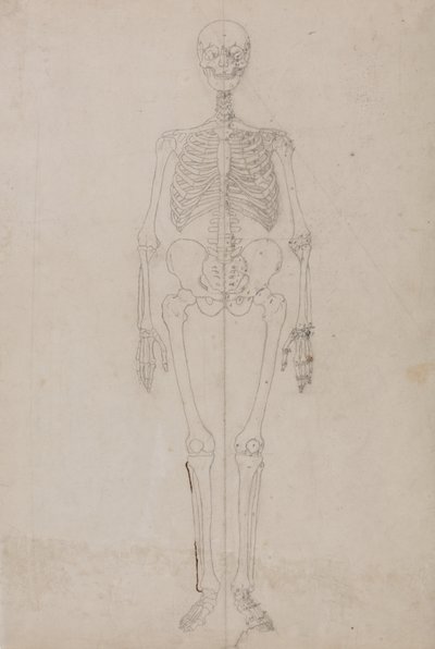 Studie der menschlichen Figur, Vorderansicht, aus Ein vergleichendes anatomisches Exposé der Struktur des menschlichen Körpers mit dem eines Tigers und eines gewöhnlichen Huhns von George Stubbs