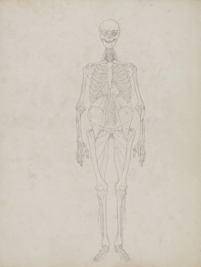 Studie der menschlichen Figur, Vorderansicht, aus 