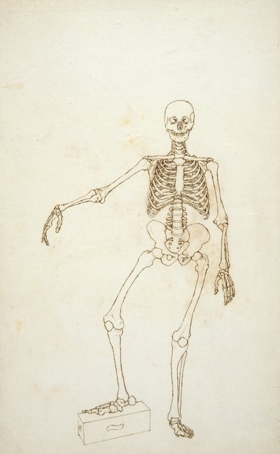 Studie der menschlichen Figur, Vorderansicht, aus 