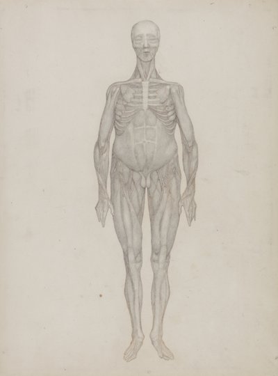 Studie der menschlichen Figur, Vorderansicht, aus 