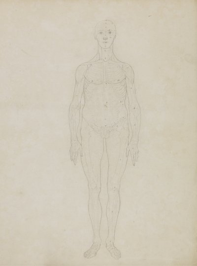 Studie der menschlichen Figur, Vorderansicht, aus 
