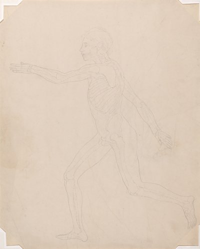 Studie der menschlichen Figur, Seitenansicht, Ein Vergleichendes Anatomisches Exposé der Struktur des menschlichen Körpers mit dem eines Tigers und eines gewöhnlichen Huhns, ca. 1795-1806 von George Stubbs
