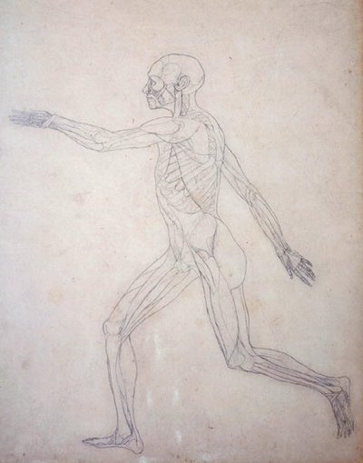 Studie der menschlichen Figur, Seitenansicht, aus Ein vergleichendes anatomisches Exposé der Struktur des menschlichen Körpers mit dem eines Tigers und eines gewöhnlichen Huhns von George Stubbs