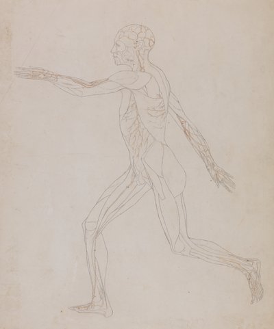 Studie der menschlichen Figur, Seitenansicht, aus Ein vergleichendes anatomisches Exposé der Struktur des menschlichen Körpers mit dem eines Tigers und eines gewöhnlichen Huhns von George Stubbs