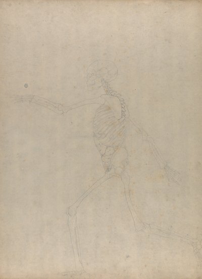 Studie der menschlichen Figur, Seitenansicht, aus Einem Vergleichenden Anatomischen Exposé der Struktur des menschlichen Körpers mit dem eines Tigers und eines gewöhnlichen Huhns, 1795-1806 von George Stubbs