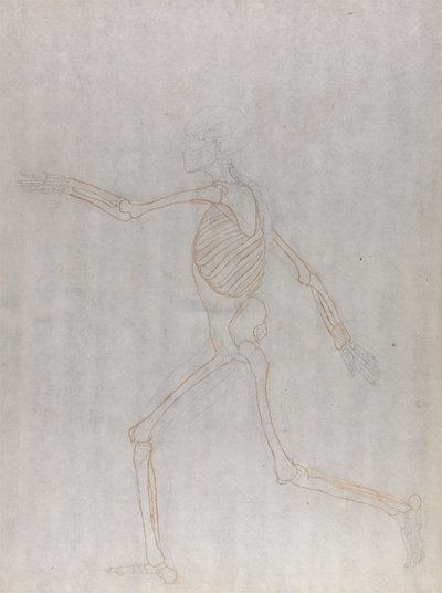 Studie der menschlichen Figur, Seitenansicht, aus Einem Vergleichenden Anatomischen Exposé der Struktur des menschlichen Körpers mit dem eines Tigers und eines gewöhnlichen Huhns, 1795-1806 von George Stubbs