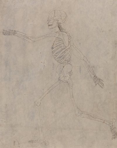 Studie der menschlichen Figur, Seitenansicht, aus Einem Vergleichenden Anatomischen Exposé der Struktur des menschlichen Körpers mit dem eines Tigers und eines gewöhnlichen Huhns, 1795-1806 von George Stubbs