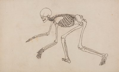 Studie der menschlichen Figur, Seitenansicht, aus Einem Vergleichenden Anatomischen Exposé der Struktur des menschlichen Körpers mit dem eines Tigers und eines gewöhnlichen Huhns, 1795-1806 von George Stubbs