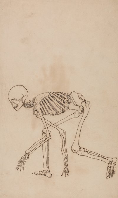Studie der menschlichen Figur, Seitenansicht, aus Einem Vergleichenden Anatomischen Exposé der Struktur des menschlichen Körpers mit dem eines Tigers und eines gewöhnlichen Huhns, 1795-1806 von George Stubbs