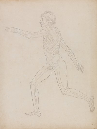 Studie der menschlichen Figur, Seitenansicht, aus A Comparative Anatomical Exposition of the Structure of the Human Body with that of a Tiger and a Common Fowl, 1795-1806 von George Stubbs