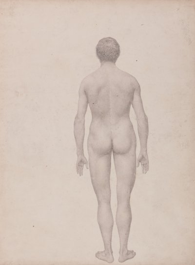 Studie der menschlichen Figur, Rückansicht, unseziert, fertige Studie für Tabelle VII, aus Einem Vergleichenden Anatomischen Exposé der Struktur des menschlichen Körpers mit dem eines Tigers und eines gewöhnlichen Huhns von George Stubbs