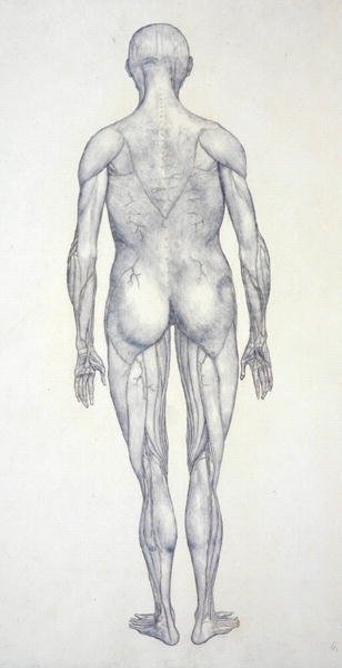 Studie der menschlichen Figur, Rückansicht, aus Ein vergleichendes anatomisches Exposé der Struktur des menschlichen Körpers mit dem eines Tigers und eines gewöhnlichen Huhns von George Stubbs