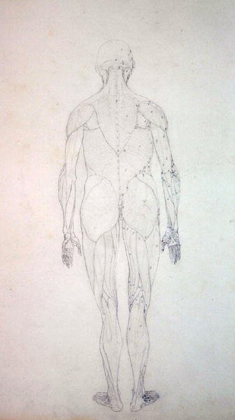 Studie der menschlichen Figur, Rückansicht, aus Ein vergleichendes anatomisches Exposé der Struktur des menschlichen Körpers mit dem eines Tigers und eines gewöhnlichen Huhns von George Stubbs